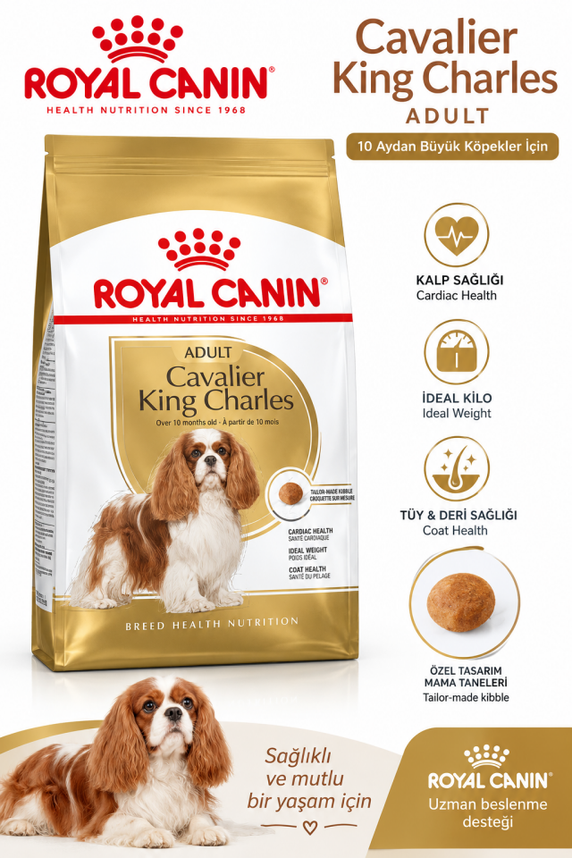 Cavalier King Charles Adult Yetişkin Köpek Kuru Maması 3 kg